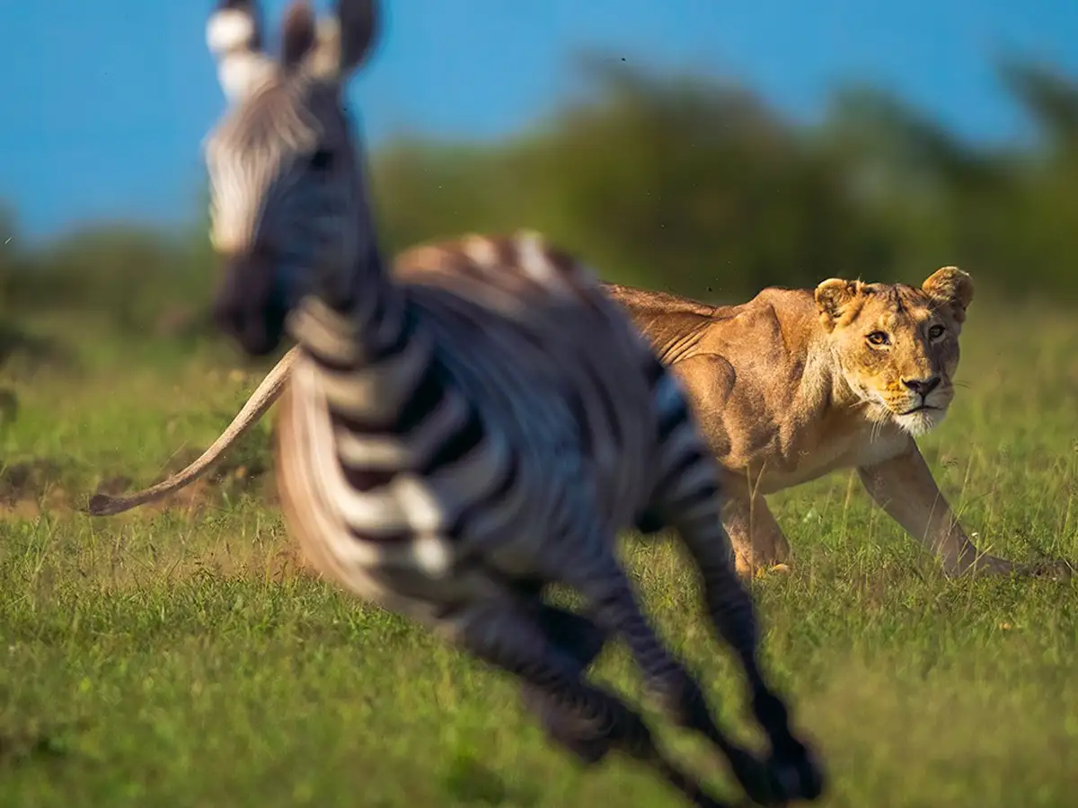 14 day Tanzania and Zanzibar exclusive family safari