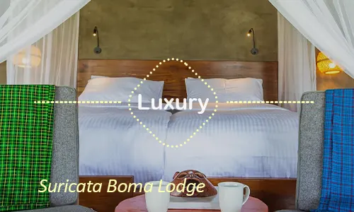 Suricata Boma Lodge - curated luxury