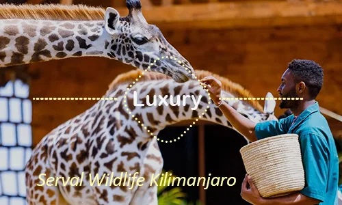 Serengeti luxury safari travel Tanzania