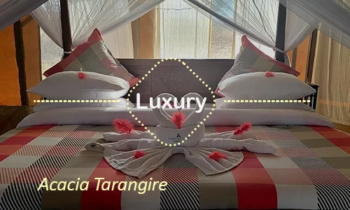 Acacia Tarangire luxury camp - Elegant safari tents