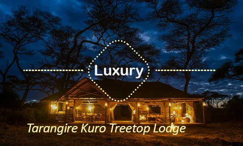 Tarangire Kuro Treetop Lodge - Exclusive treetop luxury in Tarangire