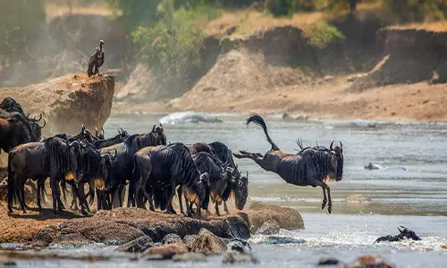 Blog - Serengeti Migration