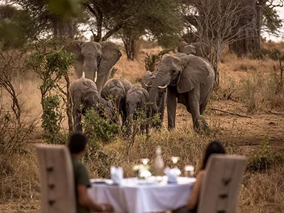Nimali Tarangire lodge with private plunge pools, ideal for private elephant safaris