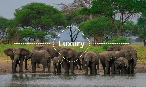 11 Days Northern Circuit Family Safari & Zanzibar