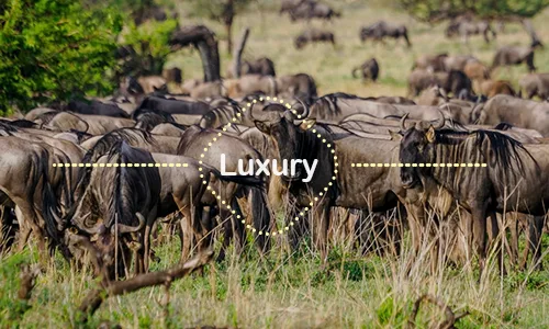 6 Days Ndutu Migration Family Safari