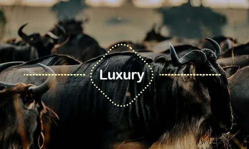 7 Days Serengeti Wildebeest Migration Luxury Family Safari