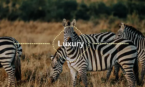 8 Days Romantic Serengeti & Kilimanjaro Hiking Challenge