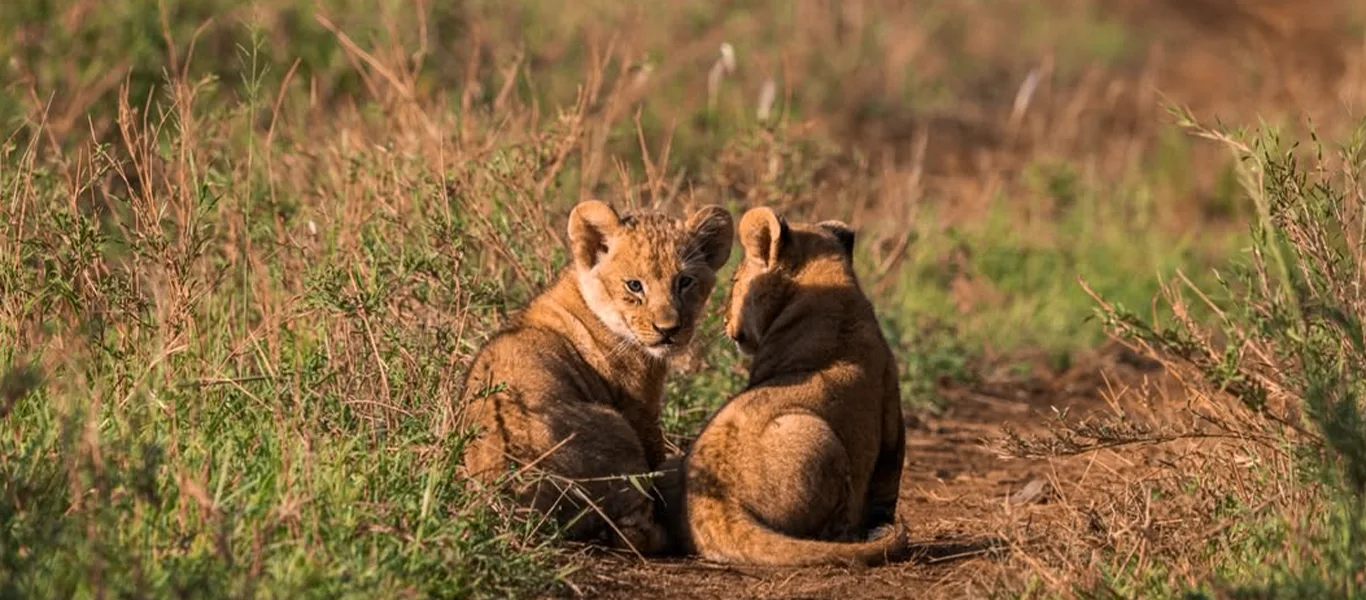 Luxury Safari Tanzania